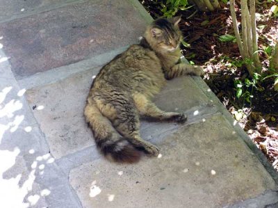 One of the Famous Cats at Hemingway's House