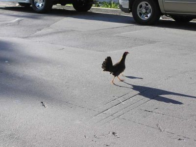 Why is this chicken crossing the road?