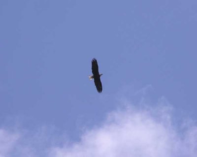 Bald Eagle Flying Over Fort