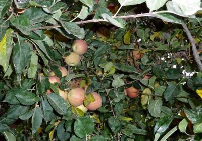 Apples at Goyette's North Canyon Ranch