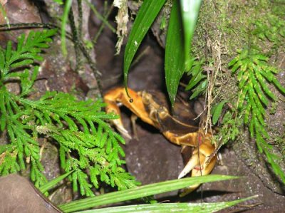 Crab on trail to Hot Pools at Trafalgar Falls