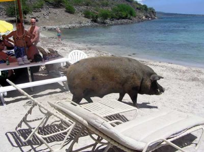 Wilbur the 700 pound pig