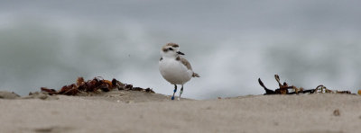 Snowy Plover and surf