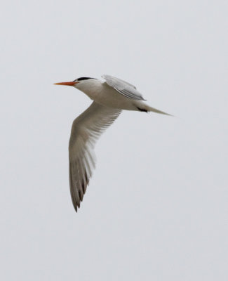 Forster's(?) Tern flying