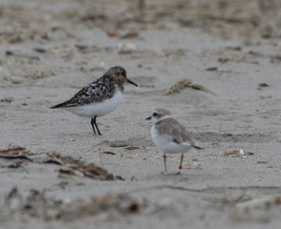 Sanderling and Snowy Plover