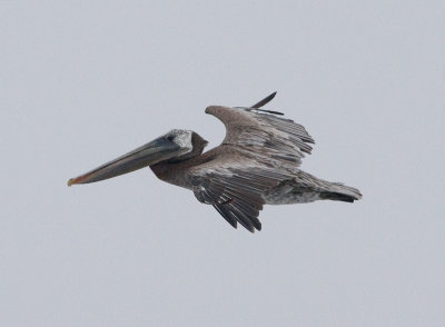 Brown Pelican