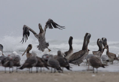 Brown Pelican landing