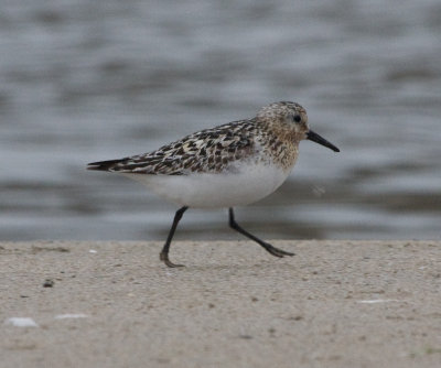 Sanderling