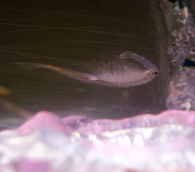 Fairy Shrimp - Male
