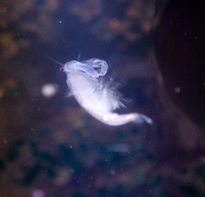 Fairy Shrimp - Male