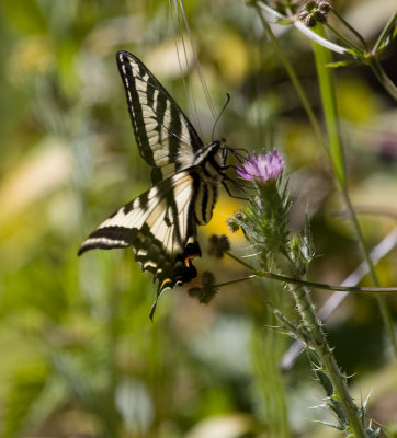 Pale Swallowtail (Papillo eurymedon)