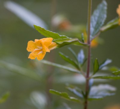 Sticky Monkey Flower (Mimulus aurantiacus)