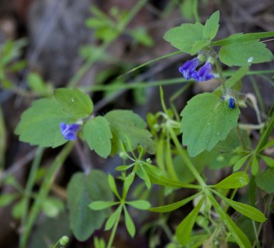 Skullcap (possibly Scutellaria tuberosa)