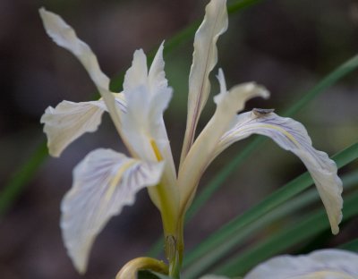 Douglas' Iris (Iris douglasiana)