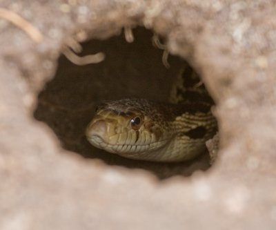 Gopher Snake in gopher hole