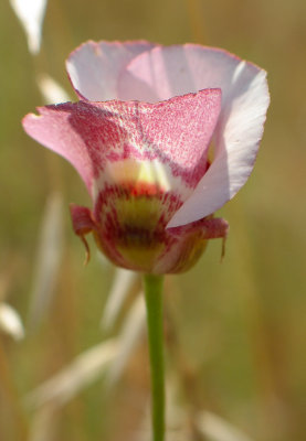 Mariposa Lily (Calochortus sp.)