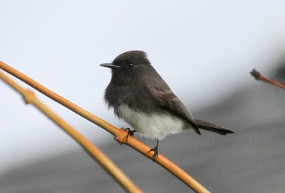 Black Phoebe