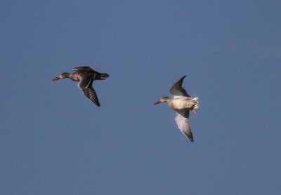 Northern Shovelers in flight