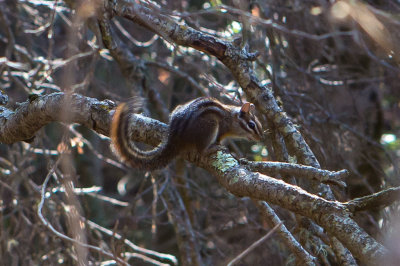 Chipmunk