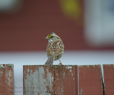 Bruant à gorge blanche ( White-throated Sparrow