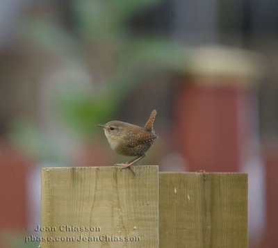 Troglodyte Mignon ( Winter Wren )