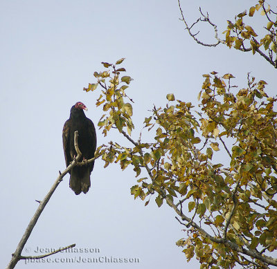 Urubu  tte rouge - Turkey Vulture