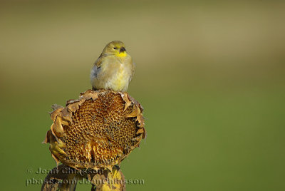 Chardonneret jaune ( American Goldfinch