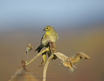 Chardonneret jaune ( American Goldfinch