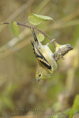 Chardonneret jaune ( American Goldfinc