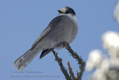 Mésangeai du Canada - Gray Jay