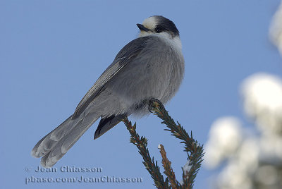 Msangeai du Canada - Gray Jay