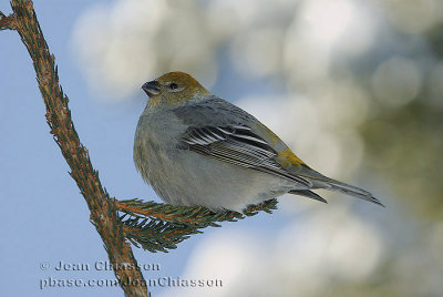 Durbec des sapins - Pine Grosbeak