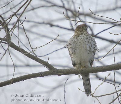Épervier de Cooper (Cooper's Hawk