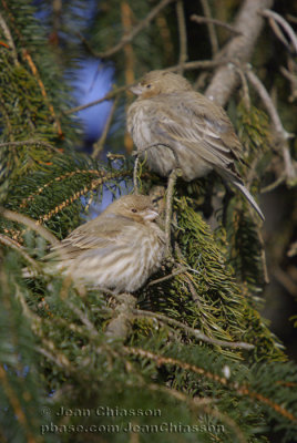 Roselin Familier ( House Finch )