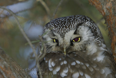 Nyctale de Tengmalm (Boreal Owl )