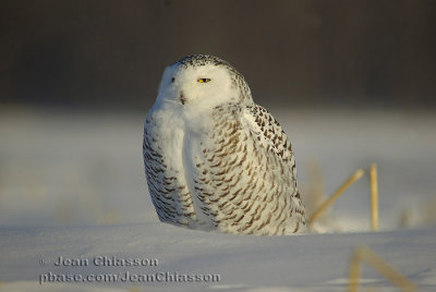 Harfang des Neiges (Snowy Owl