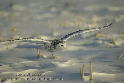 Harfang des Neiges (Snowy Owl