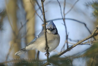 Geai bleu - Blue jay