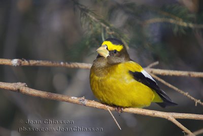 Gros-Bec-Errant (Evening Grosbeak )