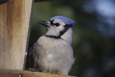 Geai bleu - Blue jay