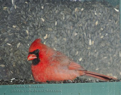 Cardinal rouge Northern Cardinal