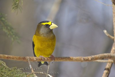 Gros-Bec-Errant (Evening Grosbeak )