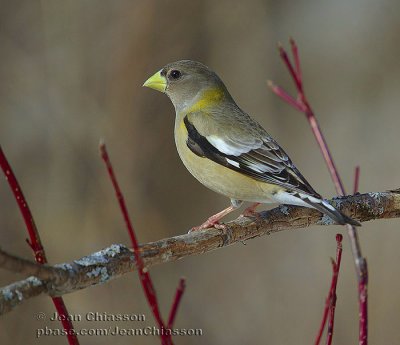 Gros-Bec-Errant (Evening Grosbeak )