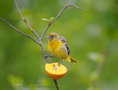 Oriole de Baltimore femelle ( Baltimore Oriole )