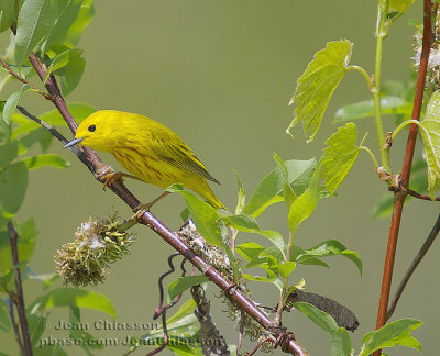Paruline Jaune ( Yellow Warbler )
