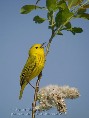 Paruline Jaune ( Yellow Warbler )