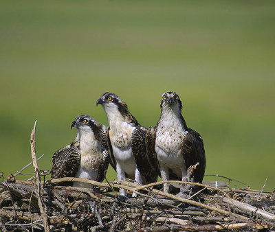 Balbuzard Pêcheur (Osprey)