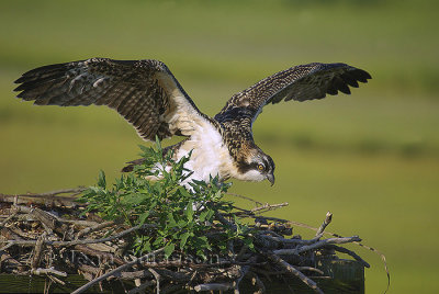 Balbuzard Pêcheur (Osprey)