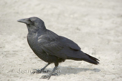 Corneille D'amrique (American Crow )