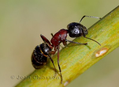 Fourmis noir  4 mm